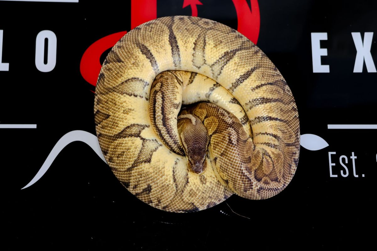 Pastel Sunset Ball Python for Sale | Diablo Exotic Pythons