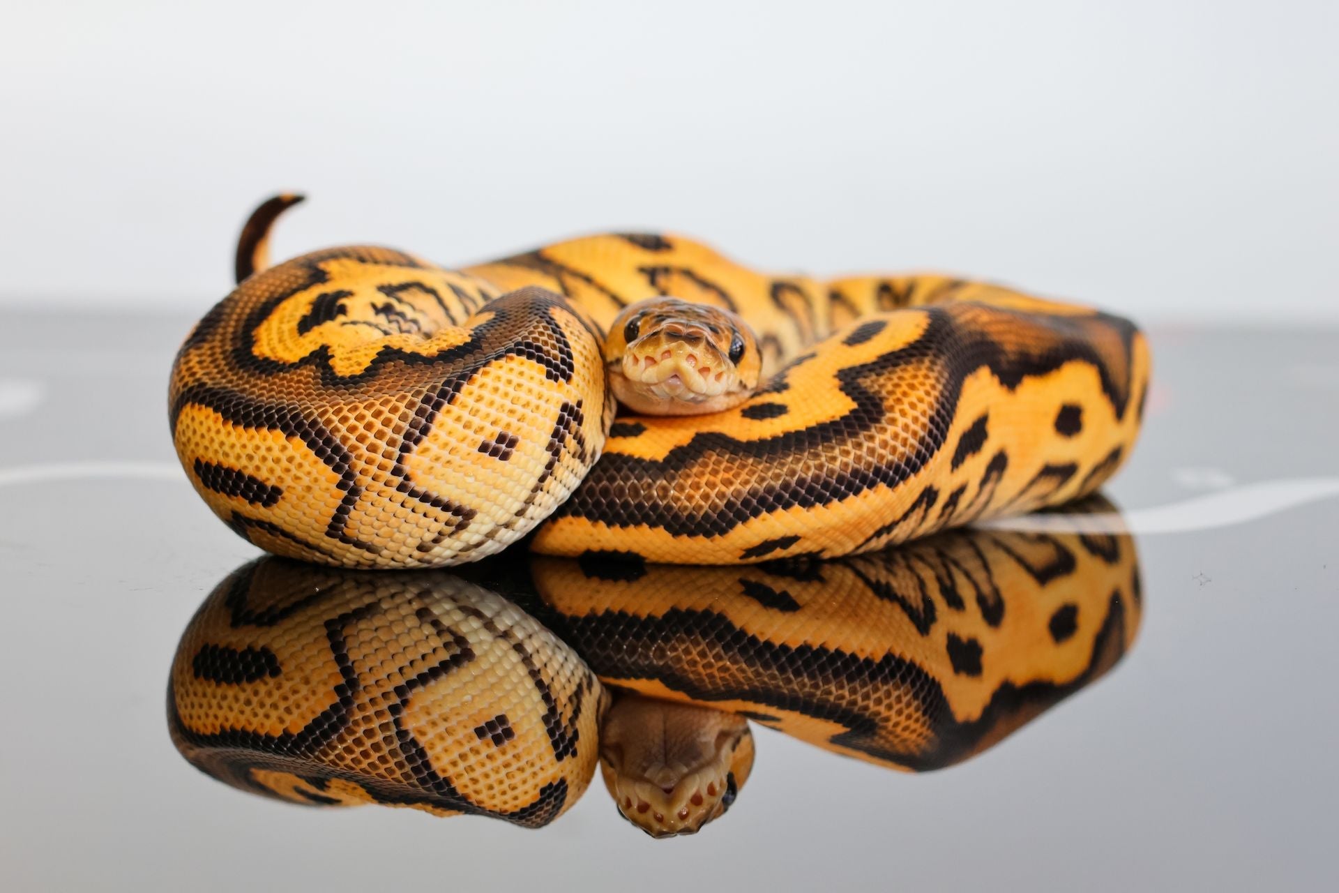 Python Exotic Pet Pet Ball Pythons for Sale | Beginner Ball Pythons – Diablo Exotic Pythons