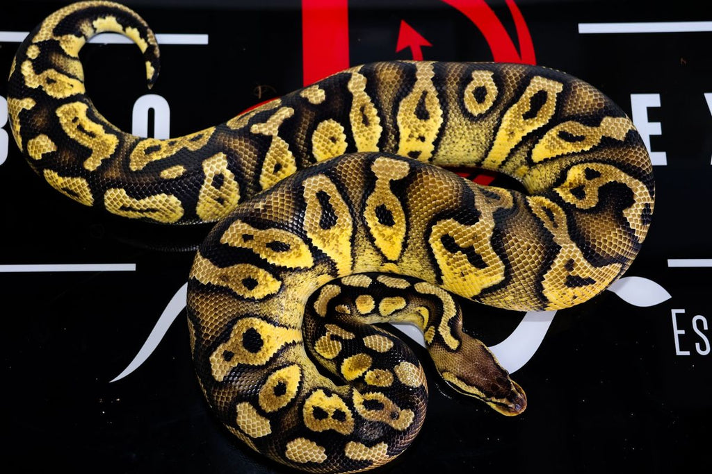Pastel Wookie Het Clown Ball Python