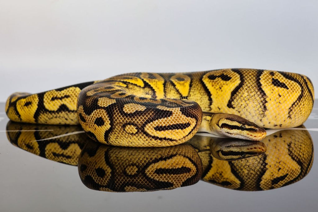 Pastel Wookie Het Clown Ball Python