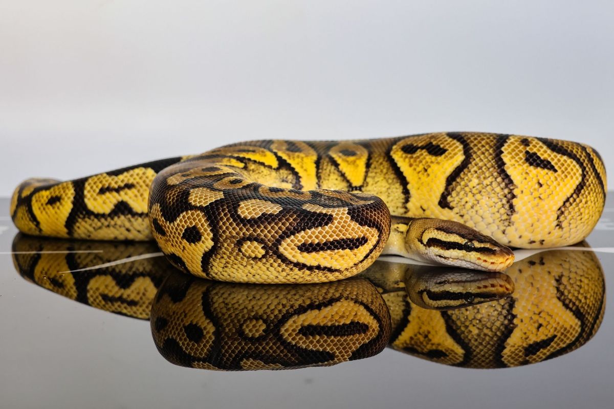 Pastel Wookie Het Clown Ball Python