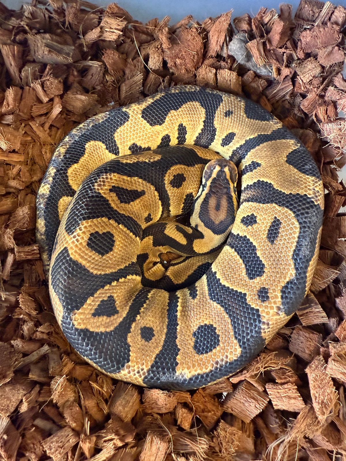 Bang Leopard Pastel Het Clown Ball Python