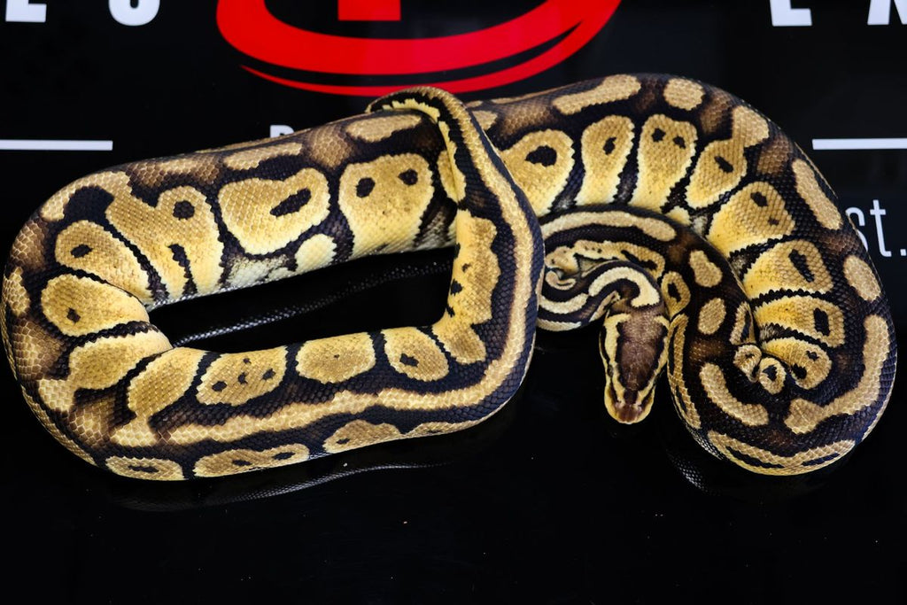Bang Pastel Het Clown Ball Python