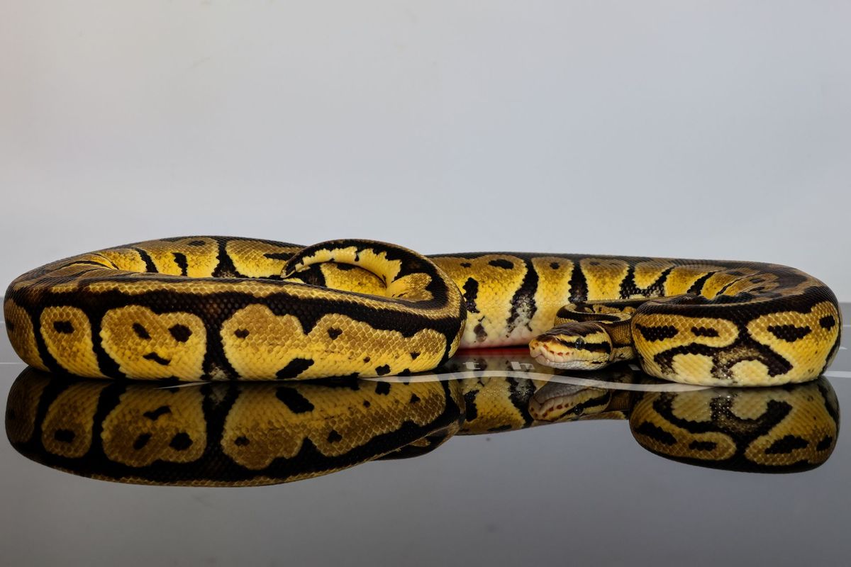 Bang Pastel Het Clown Ball Python