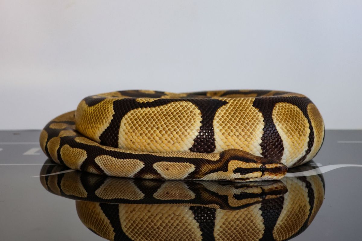 Bang Het Clown Ball Python for Sale