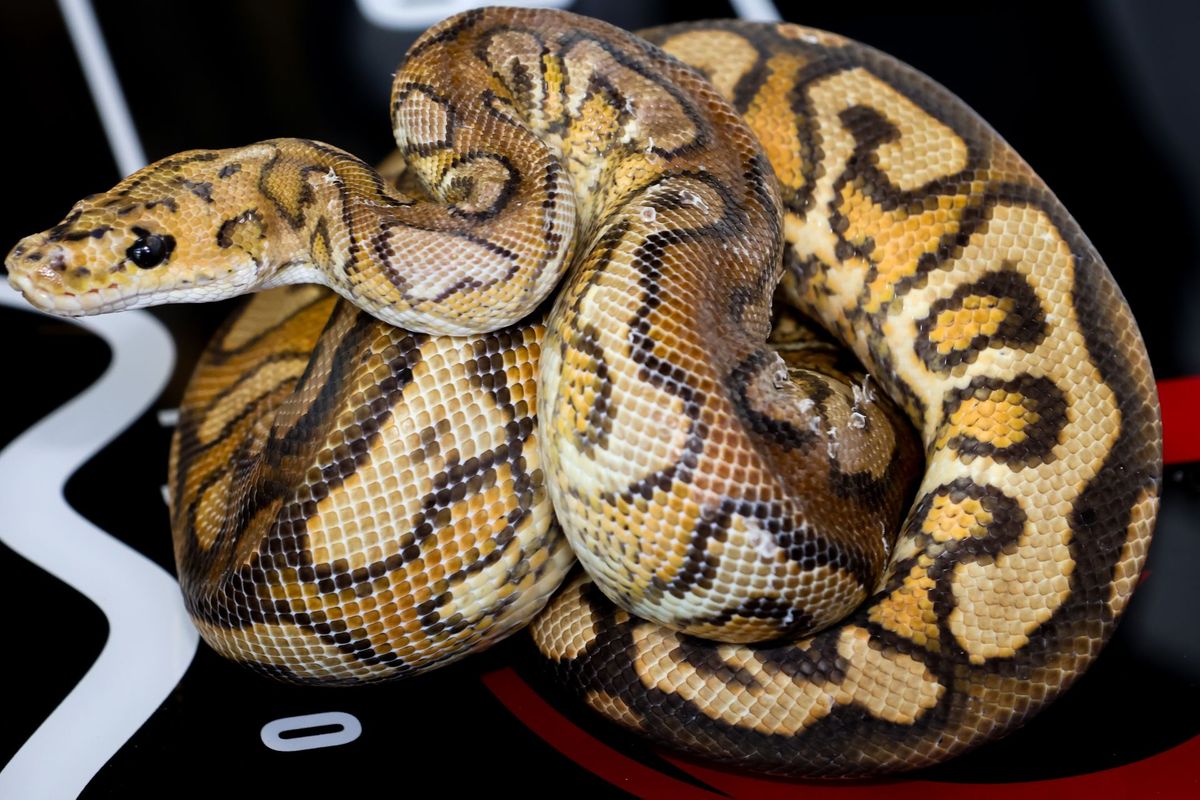 Male Pompeii Ball Python