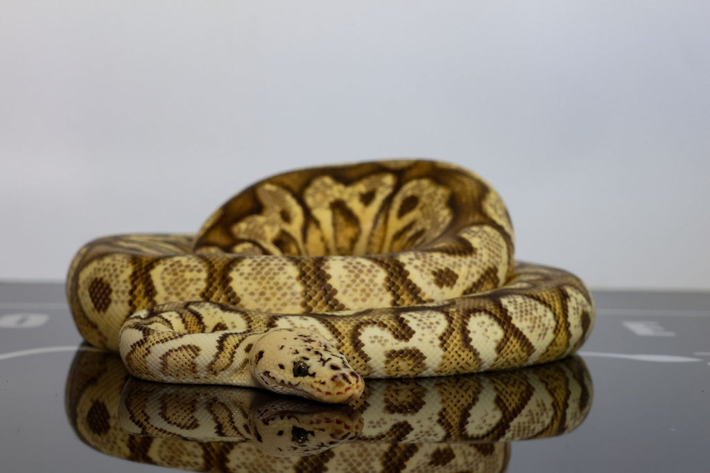 Lace Pastel Spotnose YB Clown Ball Python