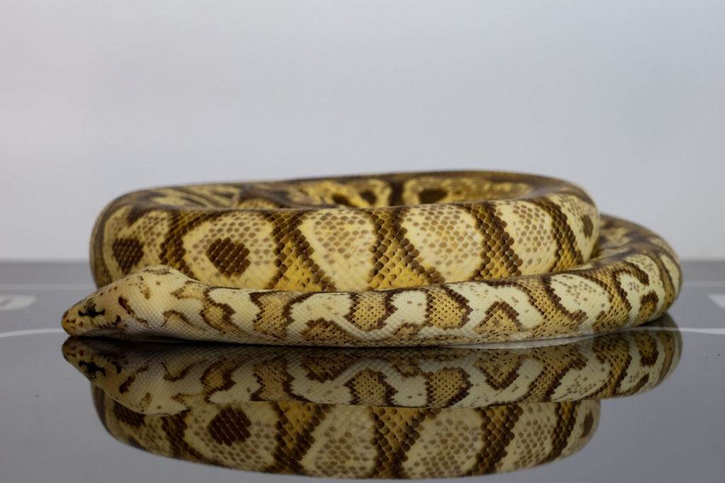 Lace Pastel Spotnose YB Clown Ball Python