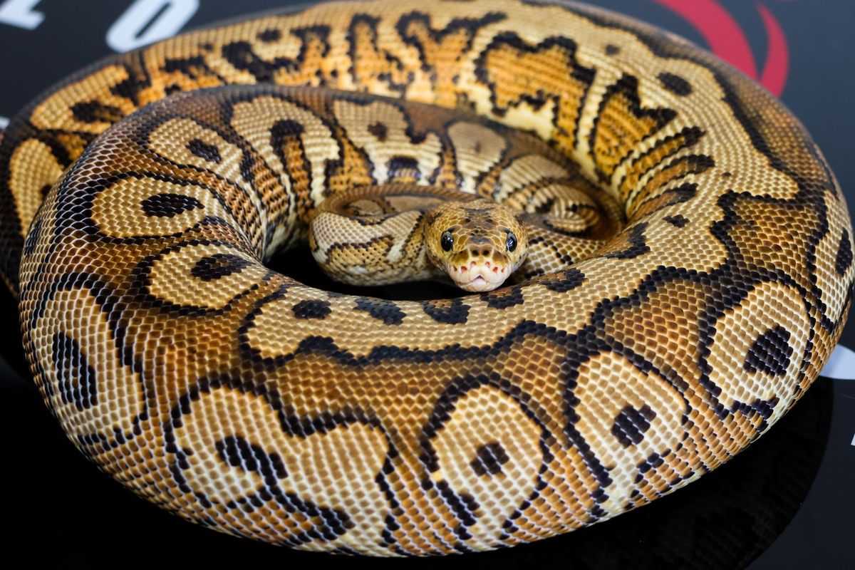 Pompeii Ball Python for Sale | Diablo Exotic Pythons