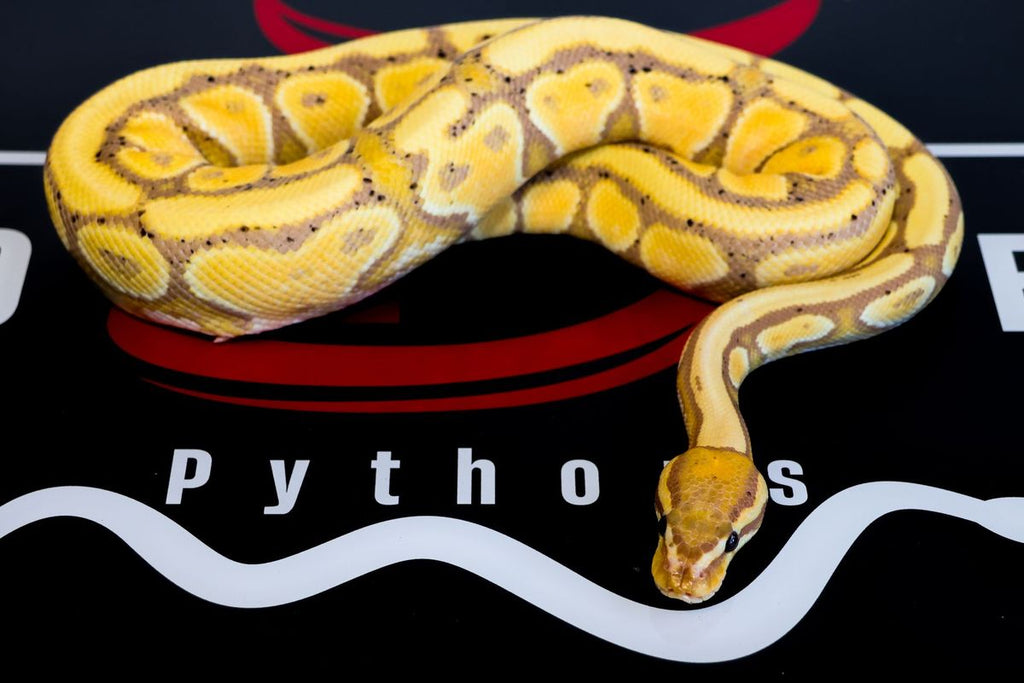 CG Triple Het Clown DG Hypo Ball Python