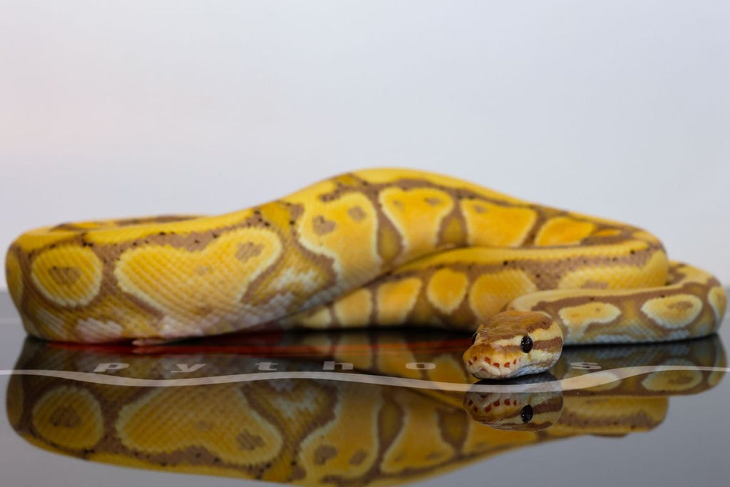 CG Triple Het Clown DG Hypo Ball Python