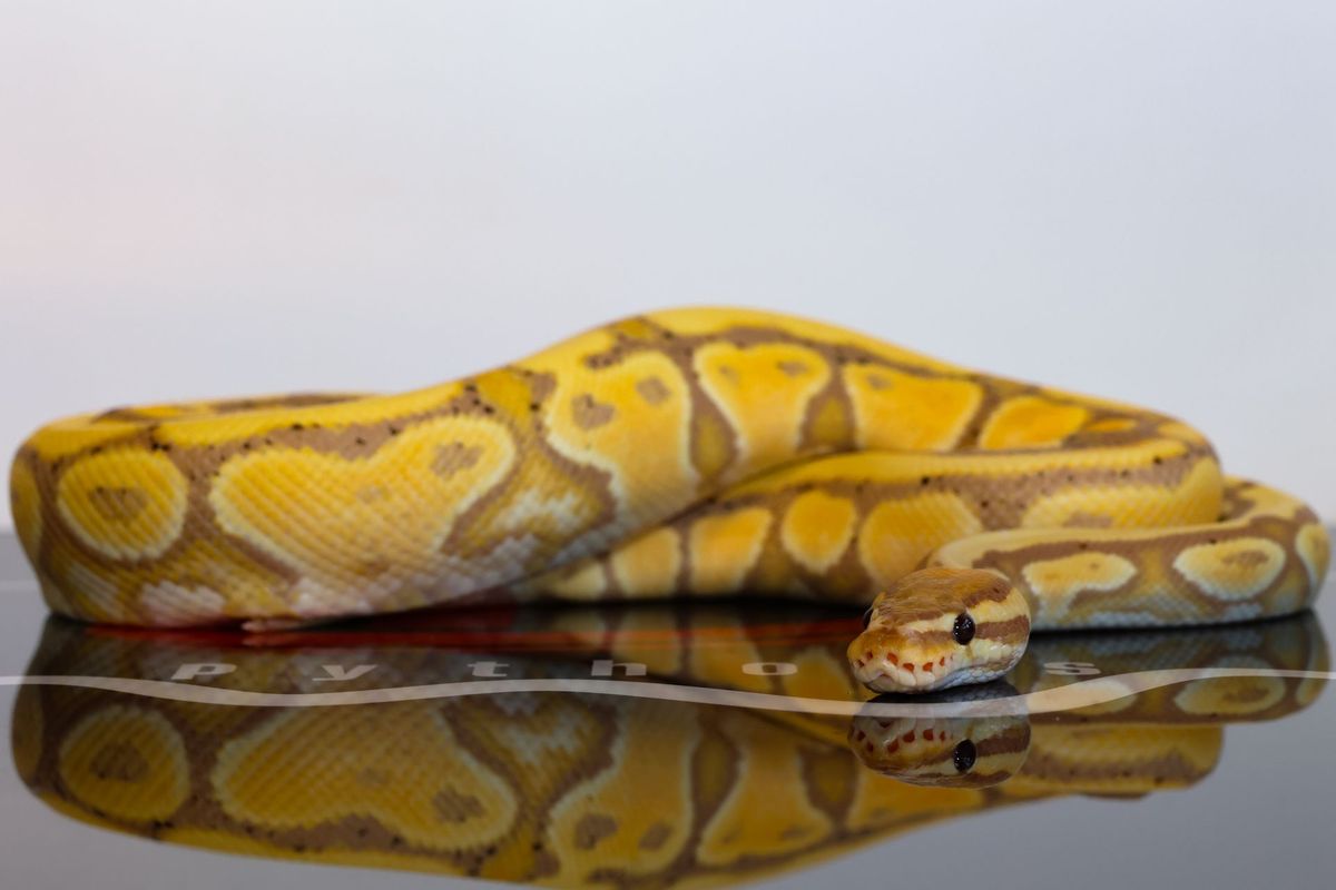 CG Triple Het Clown DG Hypo Ball Python