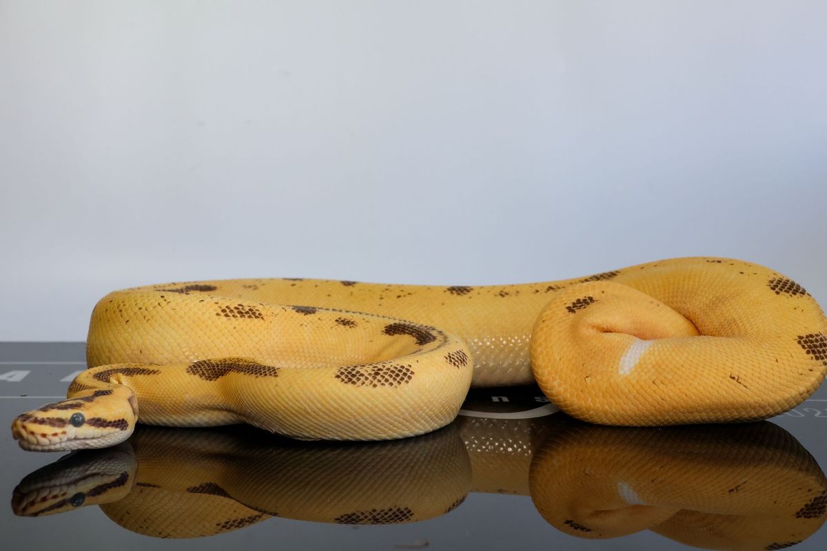 Super Enchi Leopard YB High Intensity OD Firefly Het Pied Ball Python