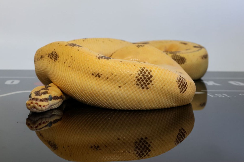 Super Enchi Leopard YB High Intensity OD Firefly Het Pied Ball Python
