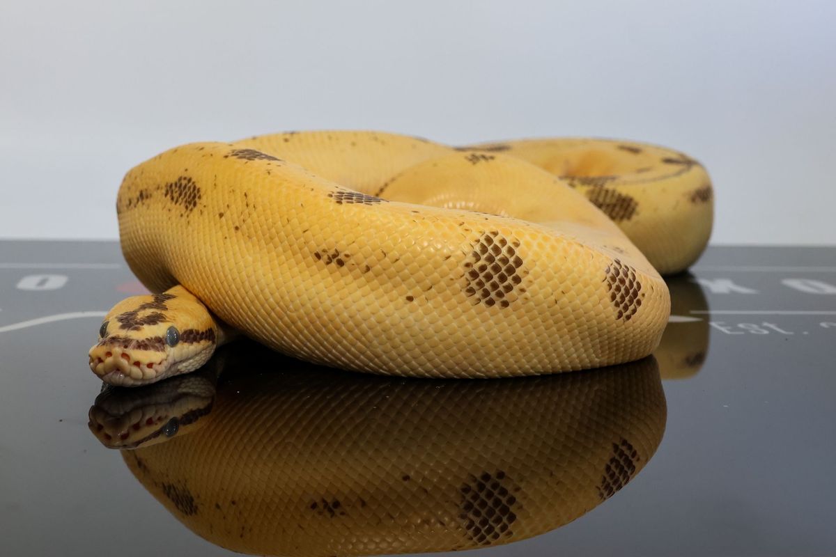 Super Enchi Leopard YB High Intensity OD Firefly Het Pied Ball Python