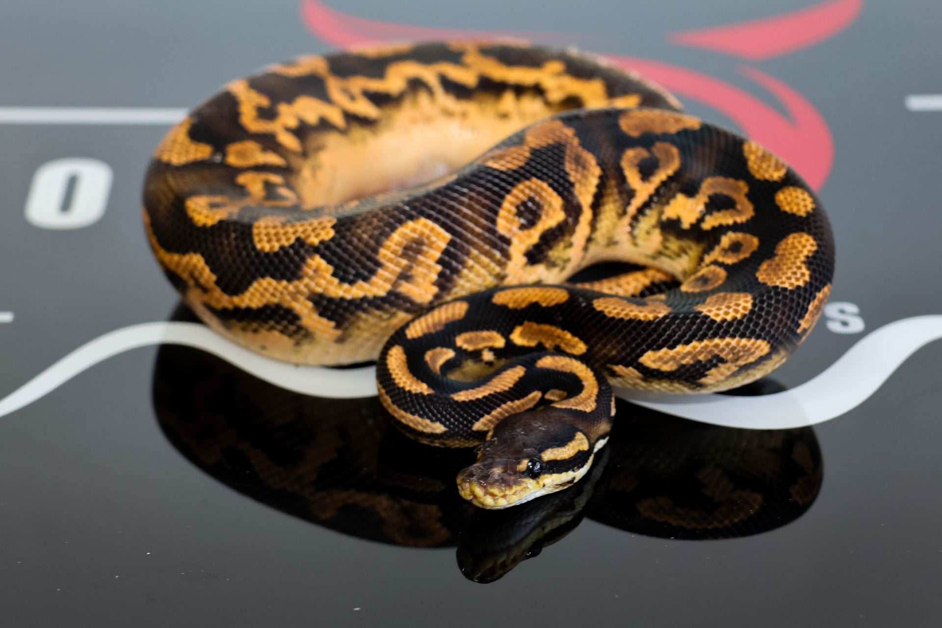 Huffman NR Mandarin YB Ball Python