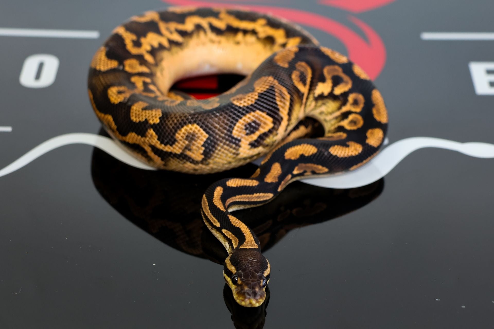 Huffman NR Mandarin YB Ball Python