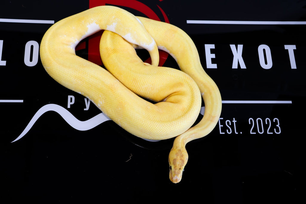 Banana Super Enchi YB Leopard High Intensity OD Pied Ball Python