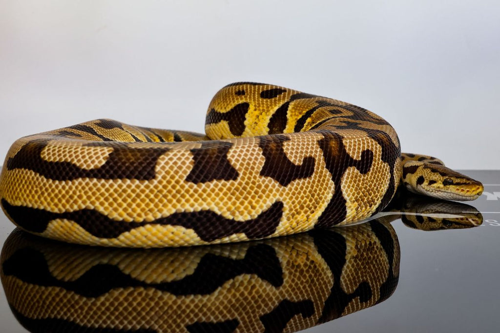 Pastel Puzzle Ball Python