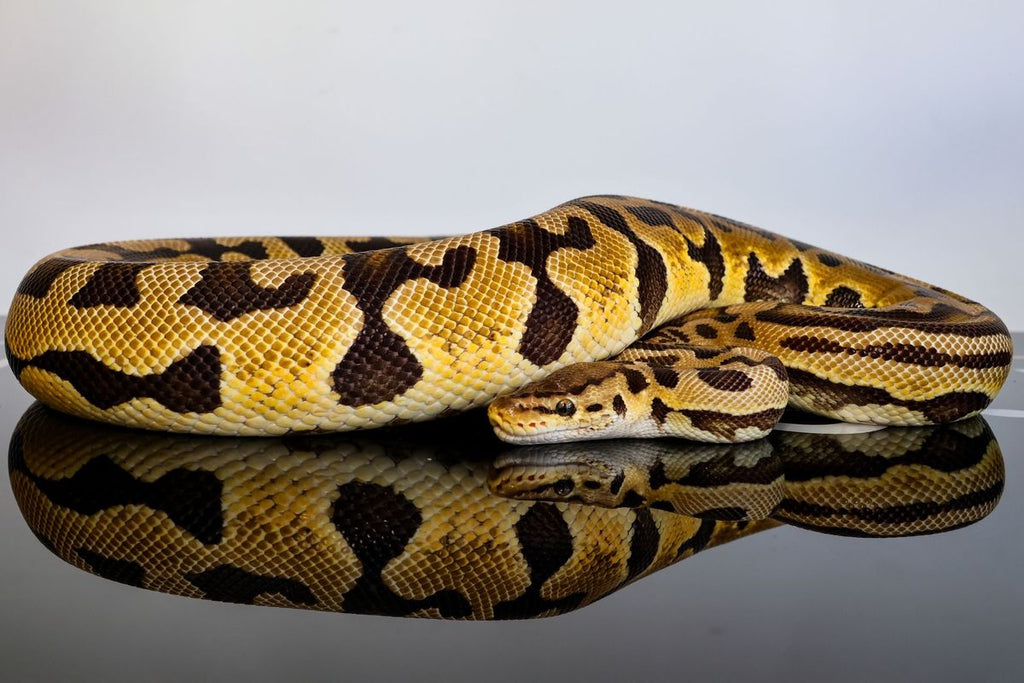 Pastel Puzzle Ball Python
