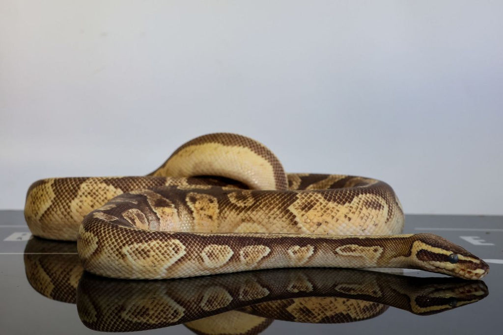 Enchi Hurricane OD Het Pied Ball Python