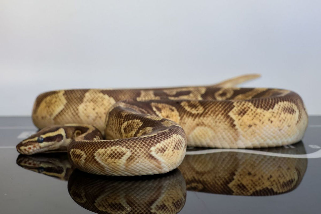 Enchi Hurricane OD Het Pied Ball Python