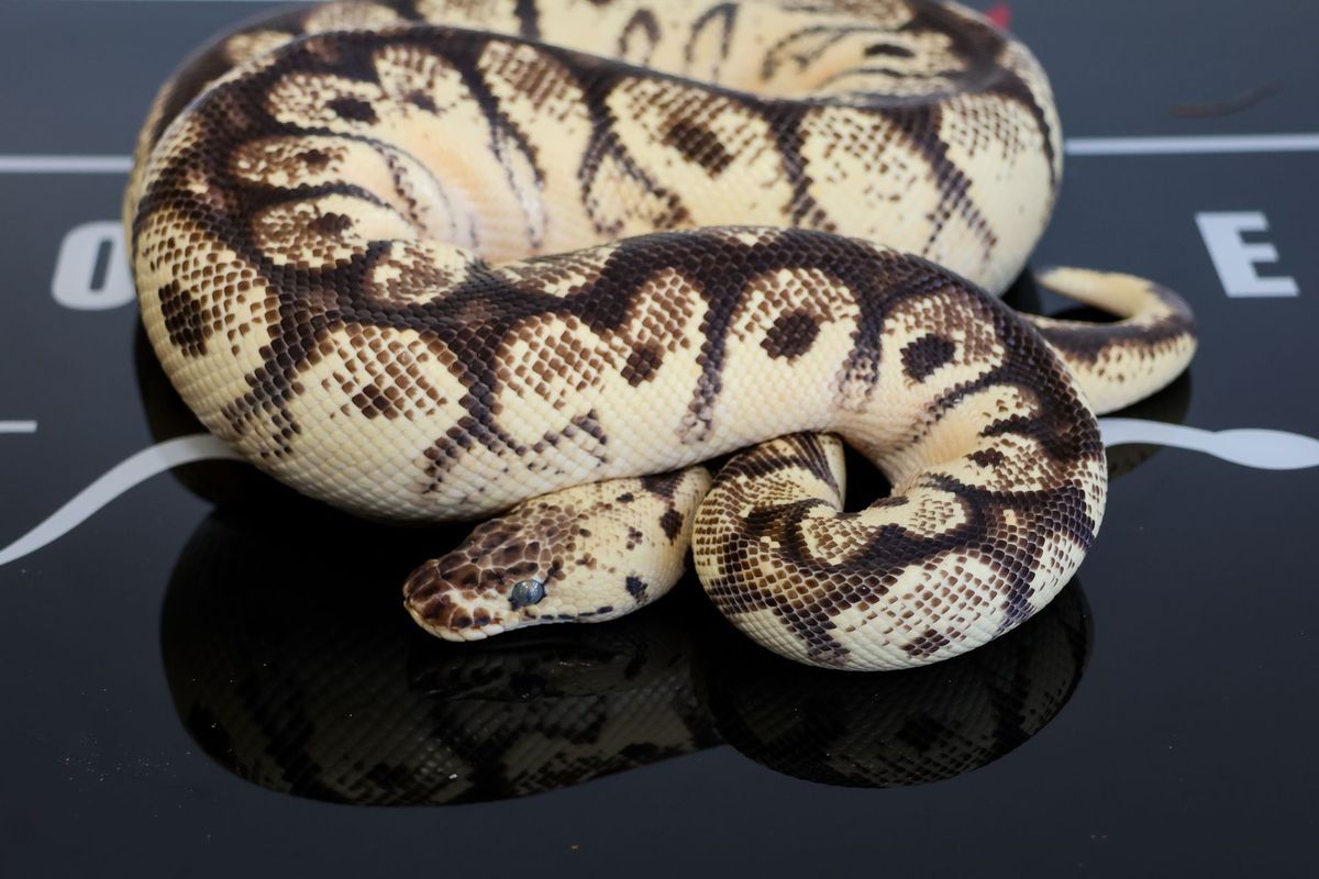 Spotnose High Intensity OD Firefly Clown Ball Python