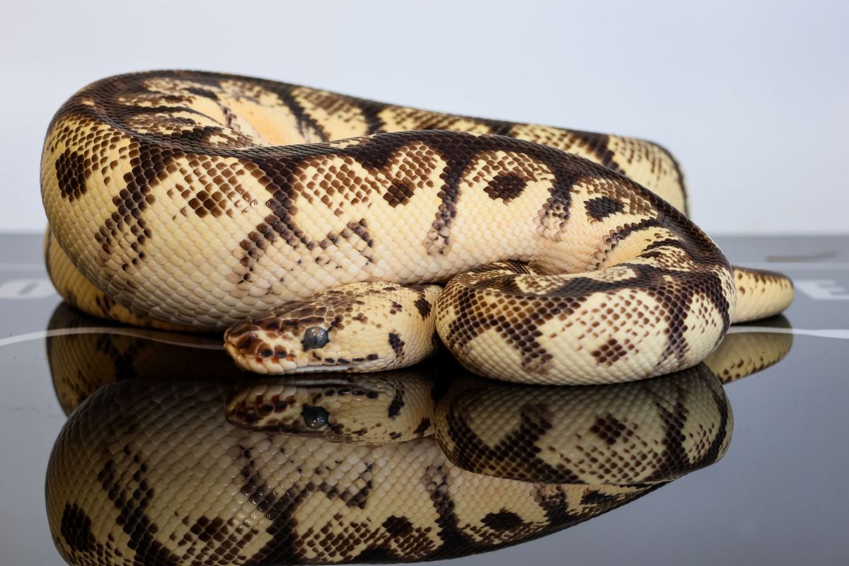 Spotnose High Intensity OD Firefly Clown Ball Python