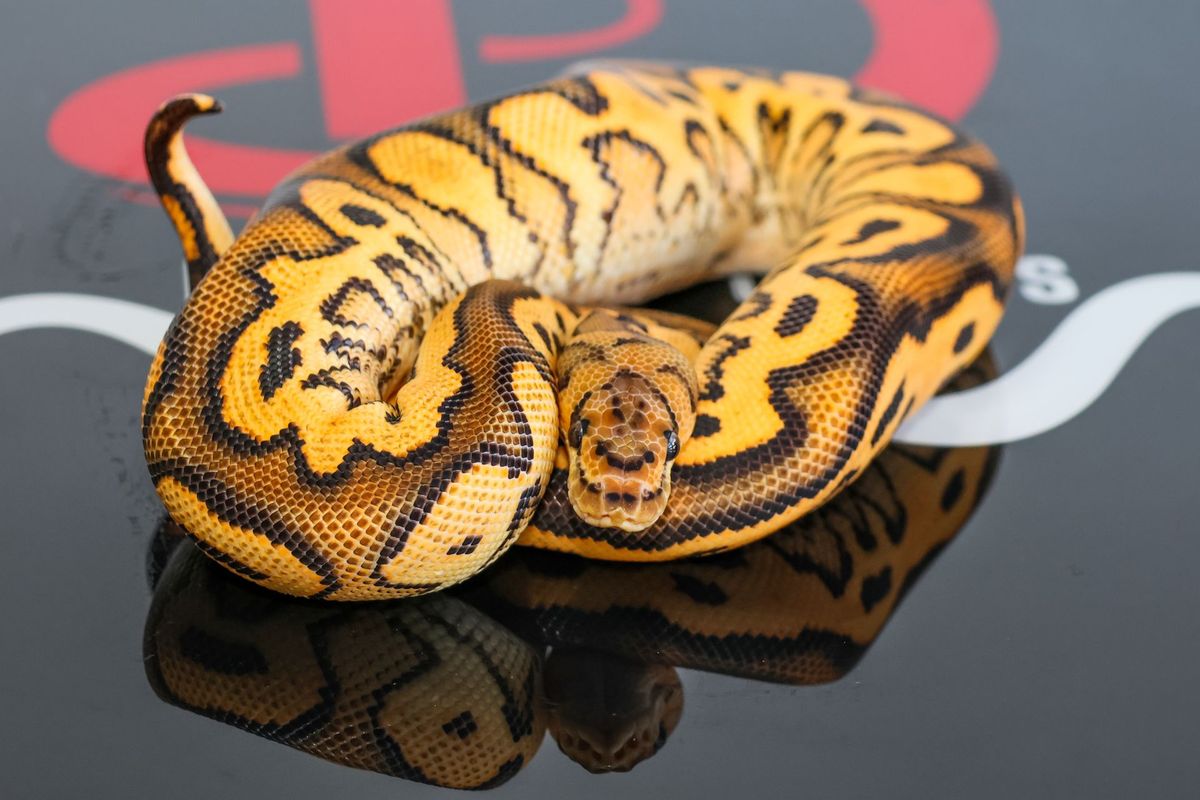 Cypress YB Clown Ball Python