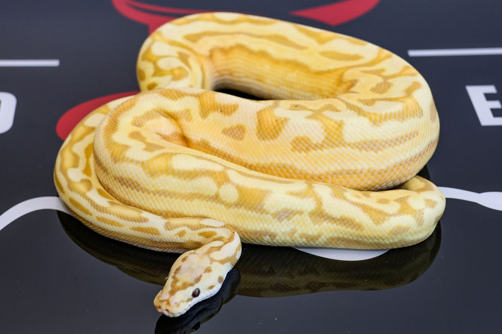 Banana Pastel YB Puzzle Ball Python