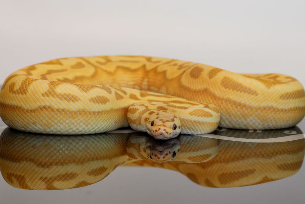 Banana Pastel YB Puzzle Ball Python
