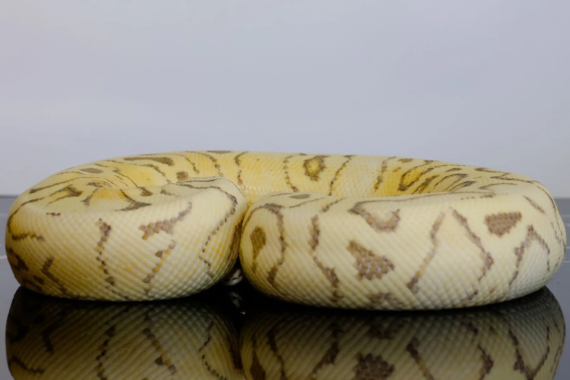 YB Firefly DG Triple Het Cryptic Clown G-Stripe Ball Python