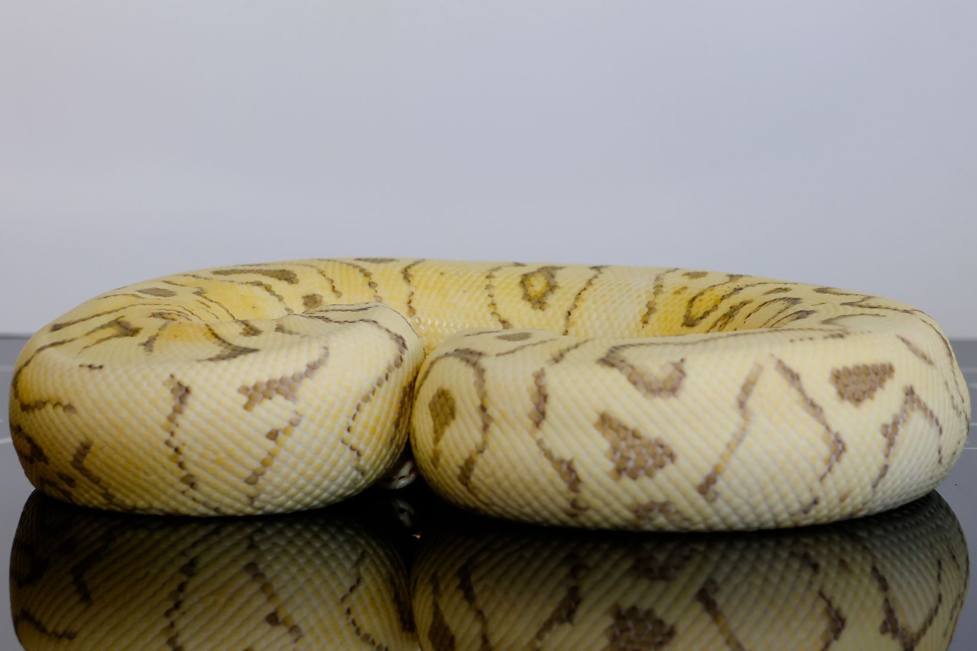 YB Firefly DG Triple Het Cryptic Clown G-Stripe Ball Python