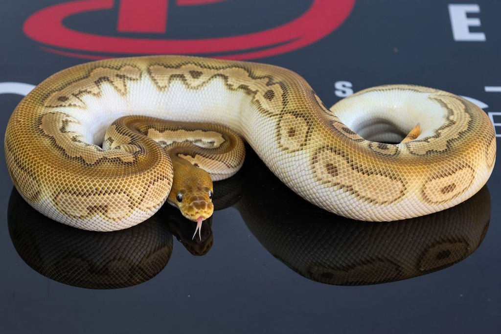 OD Mojave Black Pastel - Barnhart Clown Ball Python