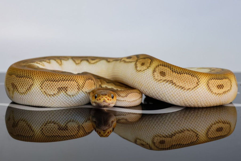 OD Mojave Black Pastel - Barnhart Clown Ball Python