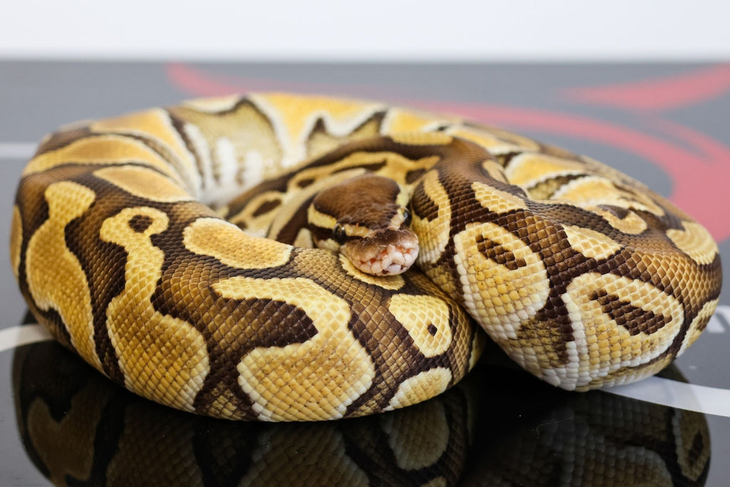 Bang Butter Dbl Het Puzzle Pied Ball Python