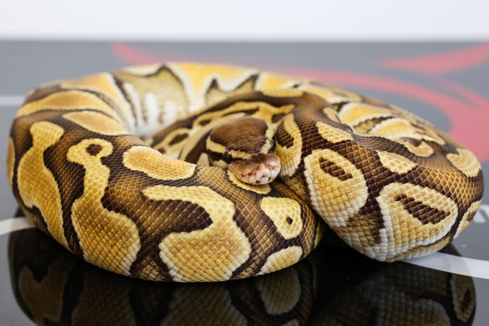 Bang Butter Dbl Het Puzzle Pied Ball Python