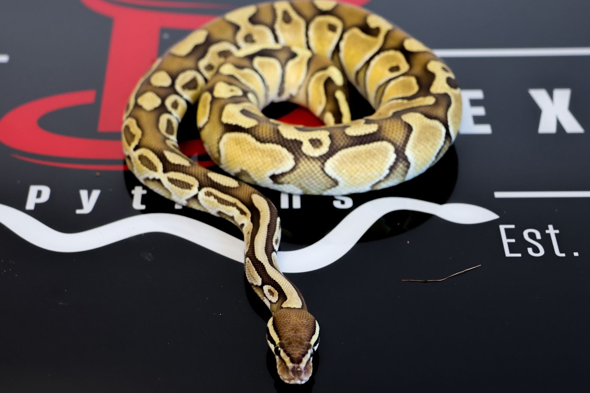 Bang Butter Dbl Het Puzzle Pied Ball Python