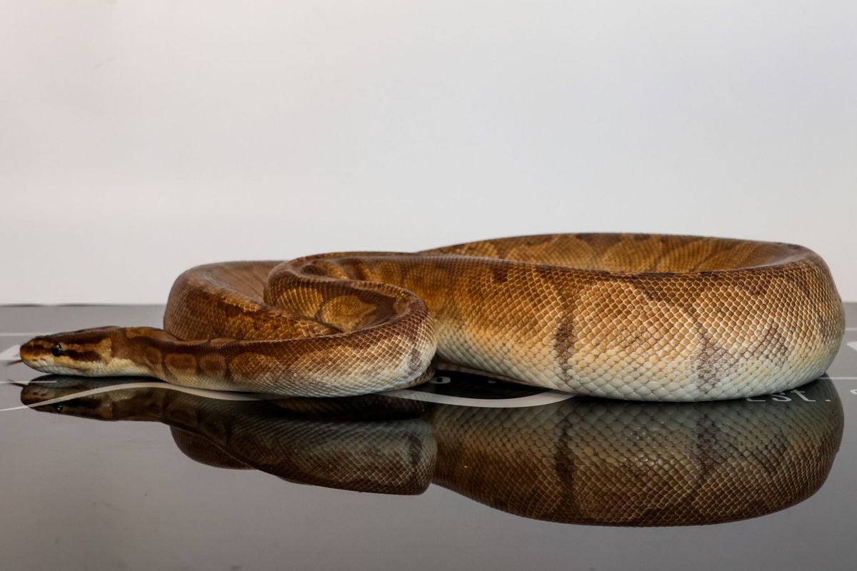 Enchi Sunset Ball Python