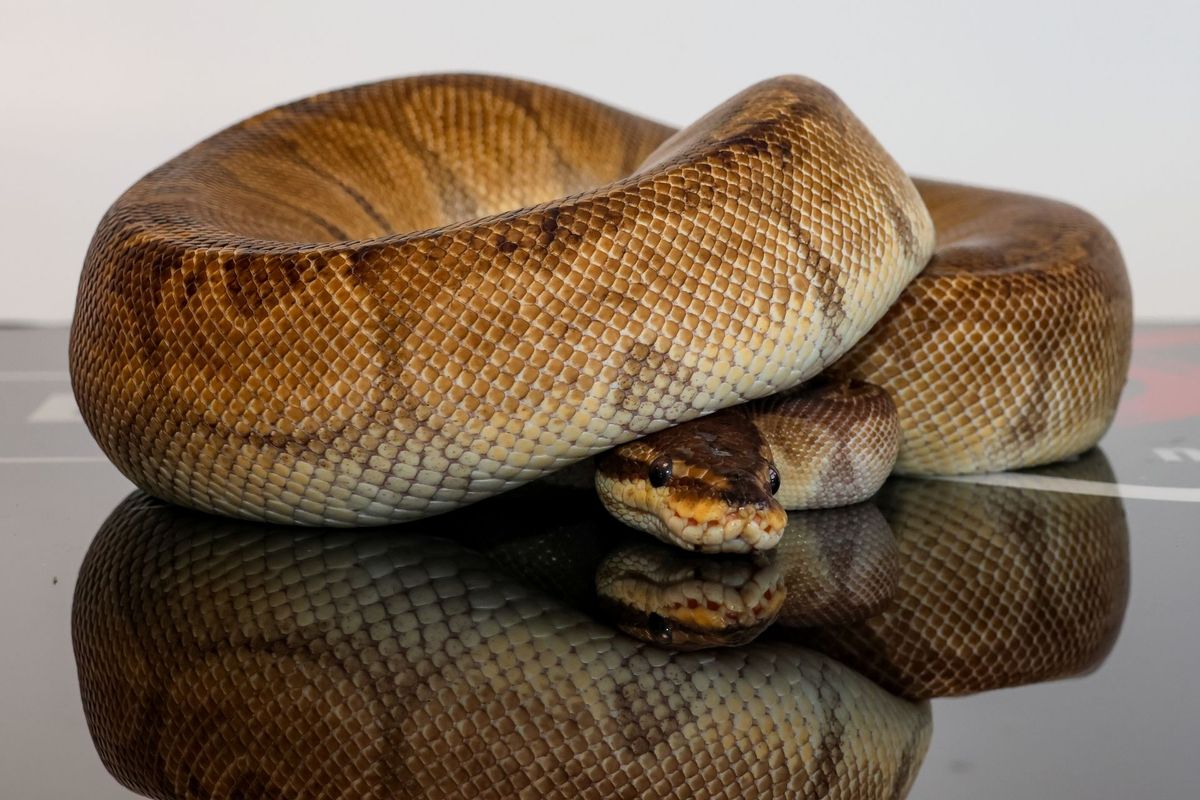 Enchi Sunset Ball Python