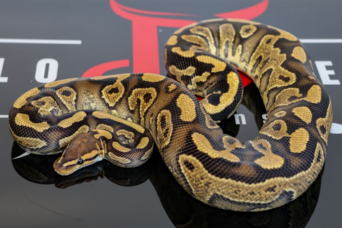 Wookie YB Het Clown Ball Python