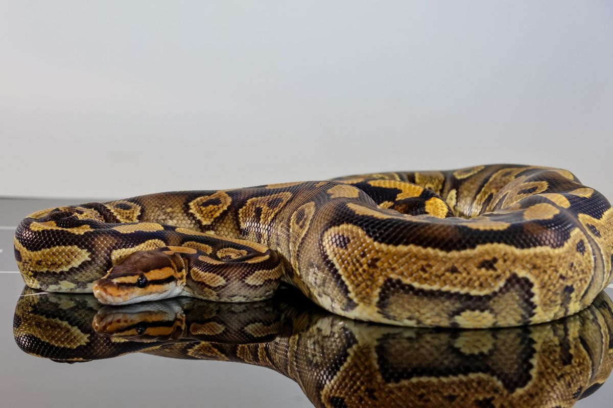 Wookie YB Het Clown Ball Python