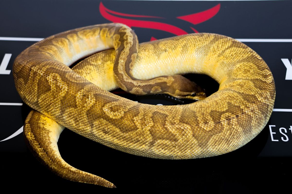 YB Sunset Pied Ball Python