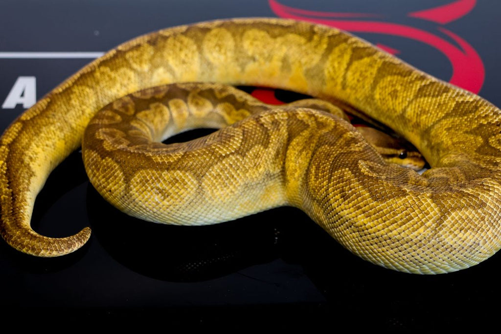 YB Sunset Pied Ball Python