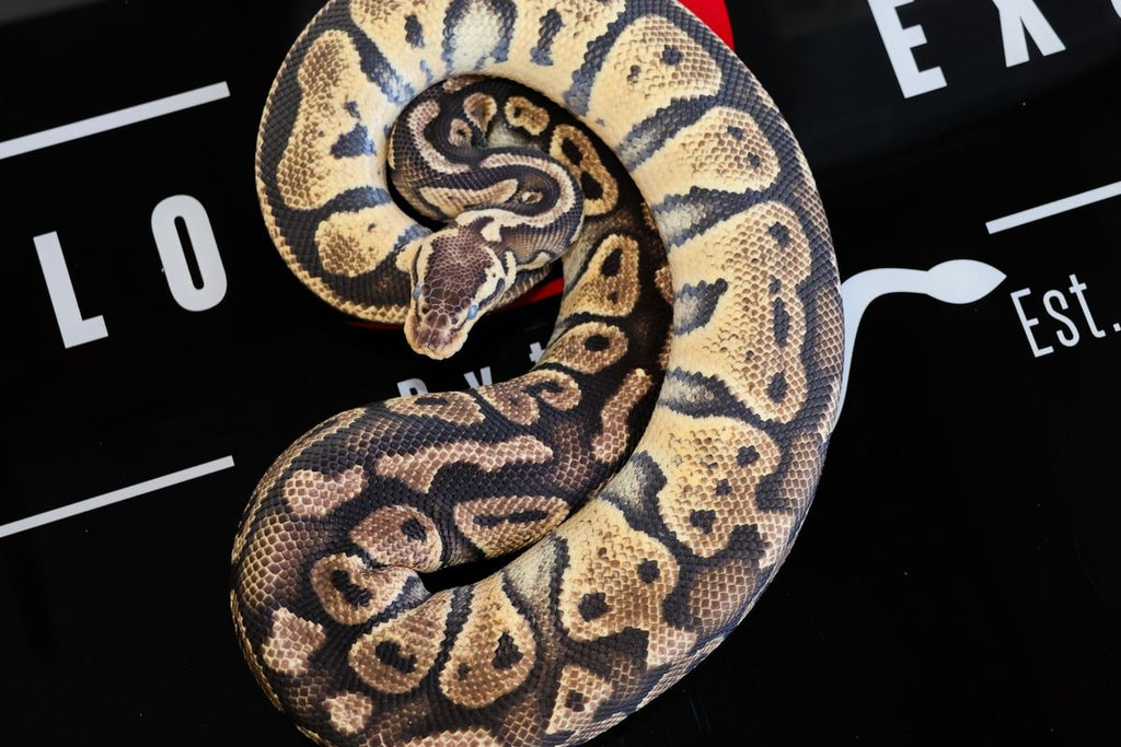 Bang Pastel Het Clown Ball Python for Sale