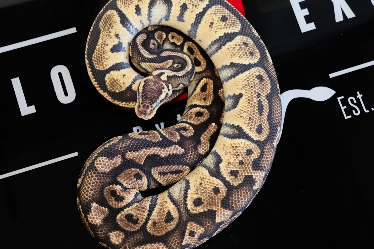 Bang Pastel Het Clown Ball Python for Sale