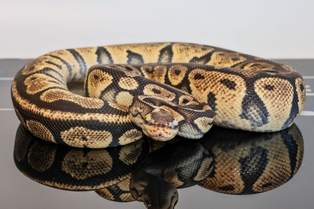 Bang Pastel Het Clown Ball Python for Sale