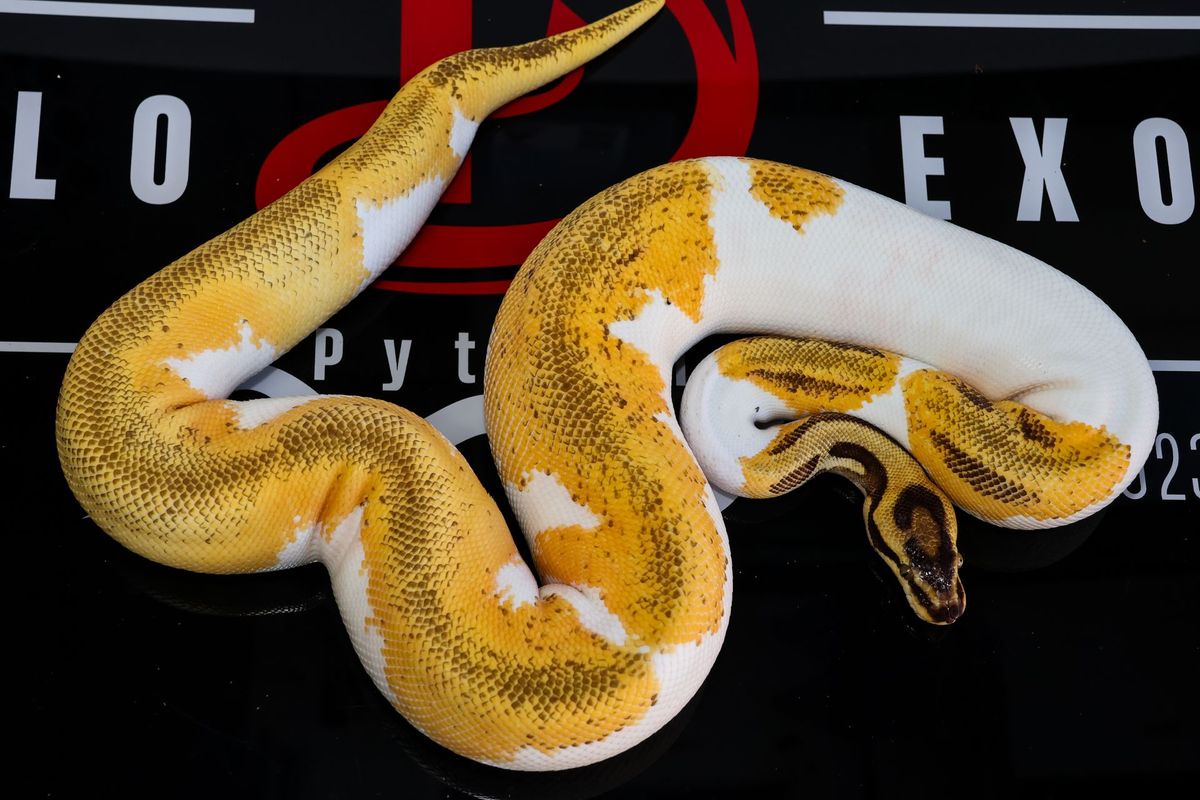 Super OD Enchi Leopard Pastel Pied Ball Python