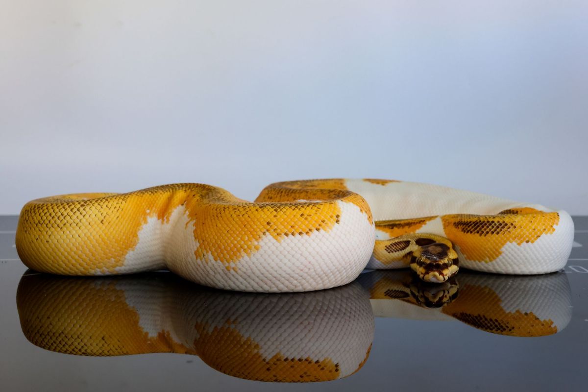 Super OD Enchi Leopard Pastel Pied Ball Python