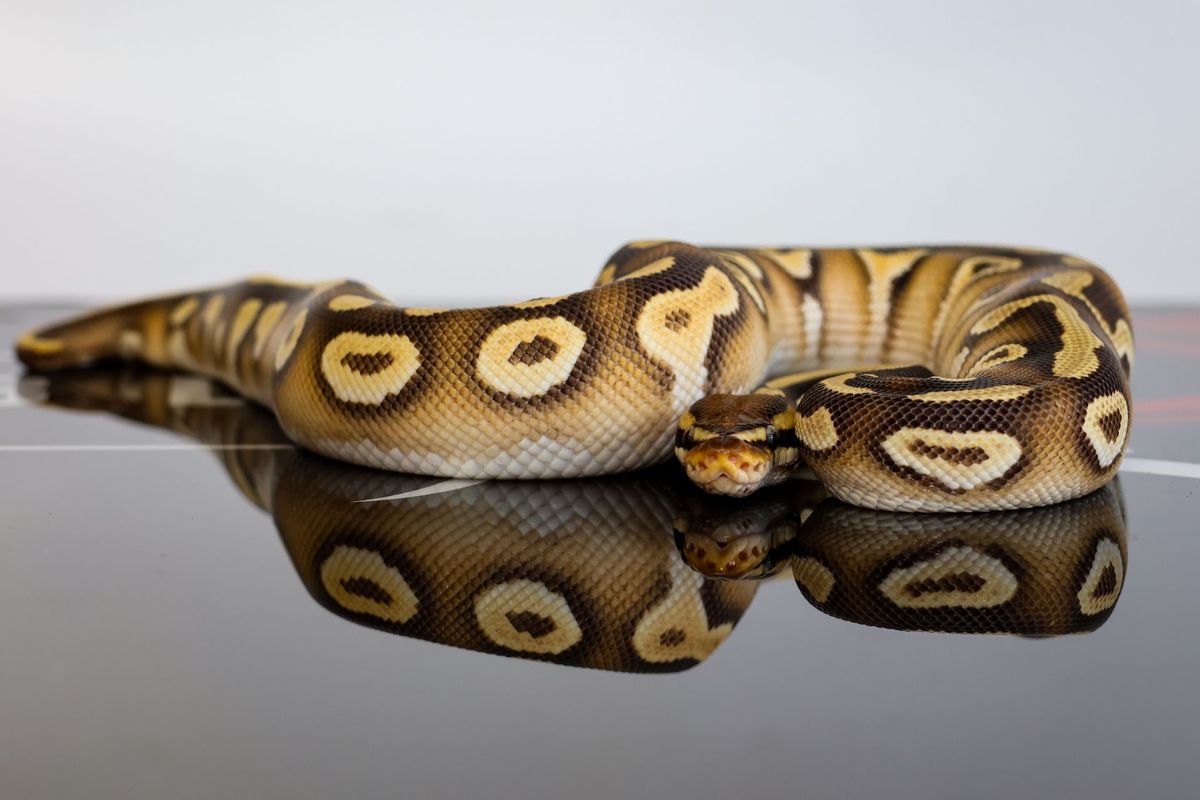 High Intensity OD YB Mojave Cypress Het Clown Ball Python